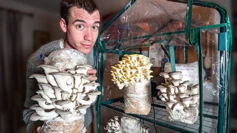 Growing Magic Mushrooms: How Grow Bags Make It Easier than Ever Before